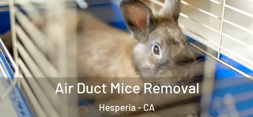  Air Duct Mice Removal Hesperia - CA